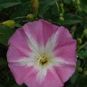 Convolvulus arvensis fleur